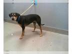 Doberman Pinscher Mix DOG FOR ADOPTION RGADN-1372566 - *MOONSHINE - Doberman