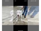 American Pit Bull Terrier DOG FOR ADOPTION RGADN-1372579 - *ALASKA - Pit Bull
