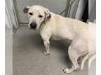 Labrador Retriever DOG FOR ADOPTION RGADN-1372587 - BUTTER BISCUIT - Labrador