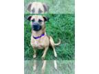 Mountain Cur Mix DOG FOR ADOPTION RGADN-1372595 - Lilo - Shepherd / Mountain Cur