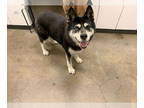 Siberian Husky DOG FOR ADOPTION RGADN-1372606 - CORALINE - Siberian Husky