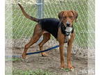 Redbone Coonhound DOG FOR ADOPTION RGADN-1372622 - Paso - Redbone Coonhound /