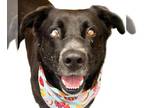 Labrador Retriever DOG FOR ADOPTION RGADN-1372676 - VERMONT - Labrador Retriever