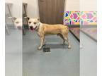 Bullypit DOG FOR ADOPTION RGADN-1372684 - LANDON - Pit Bull Terrier / American