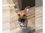 Black Mouth Cur-Labrador Retriever Mix DOG FOR ADOPTION RGADN-1372685 - Rouanne