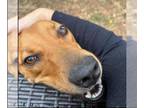 Labrador Retriever Mix DOG FOR ADOPTION RGADN-1372689 - NAPOLEON -Friendly kind