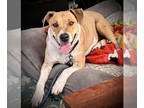 Retriever Mix DOG FOR ADOPTION RGADN-1372691 - Citlali - Retriever / Mixed Dog