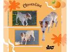 Australian Cattle Dog DOG FOR ADOPTION RGADN-1372730 - Clementine - Queensland