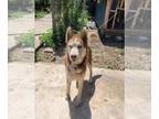 Mix DOG FOR ADOPTION RGADN-1372752 - BRUNO - Husky (medium coat) Dog For
