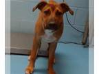 Boxer Mix DOG FOR ADOPTION RGADN-1372766 - A537332 - Boxer / Mixed (medium coat)