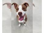 Boxer DOG FOR ADOPTION RGADN-1372767 - SCOTTIE - Boxer (medium coat) Dog For