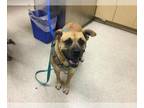 Boxer DOG FOR ADOPTION RGADN-1372798 - Dog - Boxer (medium coat) Dog For