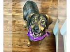 Black and Tan Coonhound Mix DOG FOR ADOPTION RGADN-1372799 - ROXY - Black and