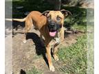 Mastiff Mix DOG FOR ADOPTION RGADN-1372809 - *BAYLOR - Mastiff / Mixed (medium