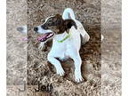 Jack Russell Terrier Mix DOG FOR ADOPTION RGADN-1372868 - Jeff - Jack Russell