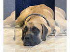 Mastiff DOG FOR ADOPTION RGADN-1372869 - Reaper adopted - English Mastiff Dog