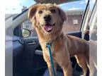 Goldendoodle (Miniature) DOG FOR ADOPTION RGADN-1372871 - Sweetie - Golden