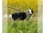 Australian Shepherd DOG FOR ADOPTION RGADN-1372907 - Trumpet - Australian