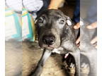 American Pit Bull Terrier Mix DOG FOR ADOPTION RGADN-1372920 - Sergio - Pit Bull
