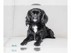 Cocker Pug DOG FOR ADOPTION RGADN-1372923 - Petey - M - Pug / Cocker Spaniel /