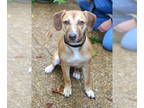 Labrador Retriever Mix DOG FOR ADOPTION RGADN-1372950 - Dixie - Hound / Labrador