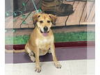 Rhodesian Ridgeback Mix DOG FOR ADOPTION RGADN-1372987 - Ellie Mae - Rhodesian