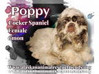 Cocker Spaniel Mix DOG FOR ADOPTION RGADN-1372992 - Poppy - Cocker Spaniel /