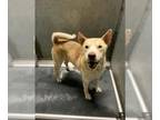 Huskies Mix DOG FOR ADOPTION RGADN-1373010 - MALCOM - Husky / Mixed (medium