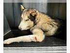 Huskies Mix DOG FOR ADOPTION RGADN-1373011 - KURT - Husky / Mixed (medium coat)