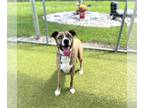 Catahoula Leopard Dog Mix DOG FOR ADOPTION RGADN-1373015 - COOKIE - Catahoula