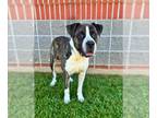 American Bandogge mastiff DOG FOR ADOPTION RGADN-1373024 - DWAYNE - Pit Bull