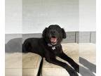 Labrador Retriever Mix DOG FOR ADOPTION RGADN-1373028 - Yogi - Labrador
