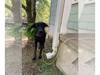 German Shepherd Dog Mix DOG FOR ADOPTION RGADN-1373033 - Apple - German Shepherd
