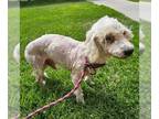 Poodle (Miniature) DOG FOR ADOPTION RGADN-1373035 - *RALPHIE - Poodle