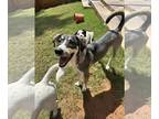 Huskies Mix DOG FOR ADOPTION RGADN-1373052 - Millie - Husky / Mixed Dog For