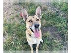 German Shepherd Dog DOG FOR ADOPTION RGADN-1373097 - MISSES - German Shepherd
