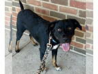 Border-Aussie DOG FOR ADOPTION RGADN-1373102 - Hailey - Border Collie /
