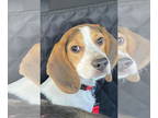 Beagle DOG FOR ADOPTION RGADN-1373105 - Louie - Beagle Dog For Adoption