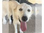 Great Pyrenees Mix DOG FOR ADOPTION RGADN-1373107 - LizzyBeth - Great Pyrenees /