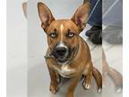 Huskies Mix DOG FOR ADOPTION RGADN-1373118 - OBO - Husky / Mixed (medium coat)