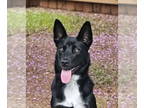 Labrador Retriever DOG FOR ADOPTION RGADN-1373136 - Indy - Labrador Retriever /