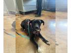 Border Collie-Staffordshire Bull Terrier Mix DOG FOR ADOPTION RGADN-1373186 -