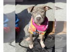 American Pit Bull Terrier Mix DOG FOR ADOPTION RGADN-1373211 - Jazzie - Pit Bull