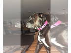Boxador DOG FOR ADOPTION RGADN-1373216 - Violet - Boxer / Labrador Retriever /