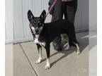 German Shepherd Dog-Siberian Husky Mix DOG FOR ADOPTION RGADN-1373217 - VIVIAN -