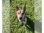 Siberian Husky Mix DOG FOR ADOPTION RGADN-1373276 - KYLEY - Siberian Husky /