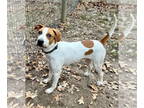 American Foxhound Mix DOG FOR ADOPTION RGADN-1373311 - Chance - Hound / American
