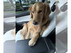 Golden Retriever DOG FOR ADOPTION RGADN-1373314 - Riley - Golden Retriever Dog