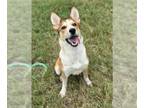 Carolina Dog Mix DOG FOR ADOPTION RGADN-1373389 - BAMBI - Carolina Dog /