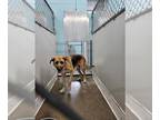 German Shepherd Dog-Great Pyrenees Mix DOG FOR ADOPTION RGADN-1373397 - HERCULES